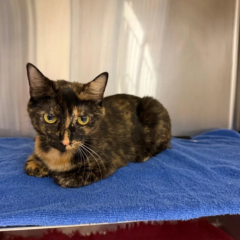 A young medium-sized female Tortoiseshell Domestic Short Hair cat named Sloan for adoption in Hamburg, NY