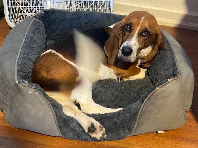 An adult small-sized female Basset Hound dog named Maybel for adoption in Petaluma, CA
