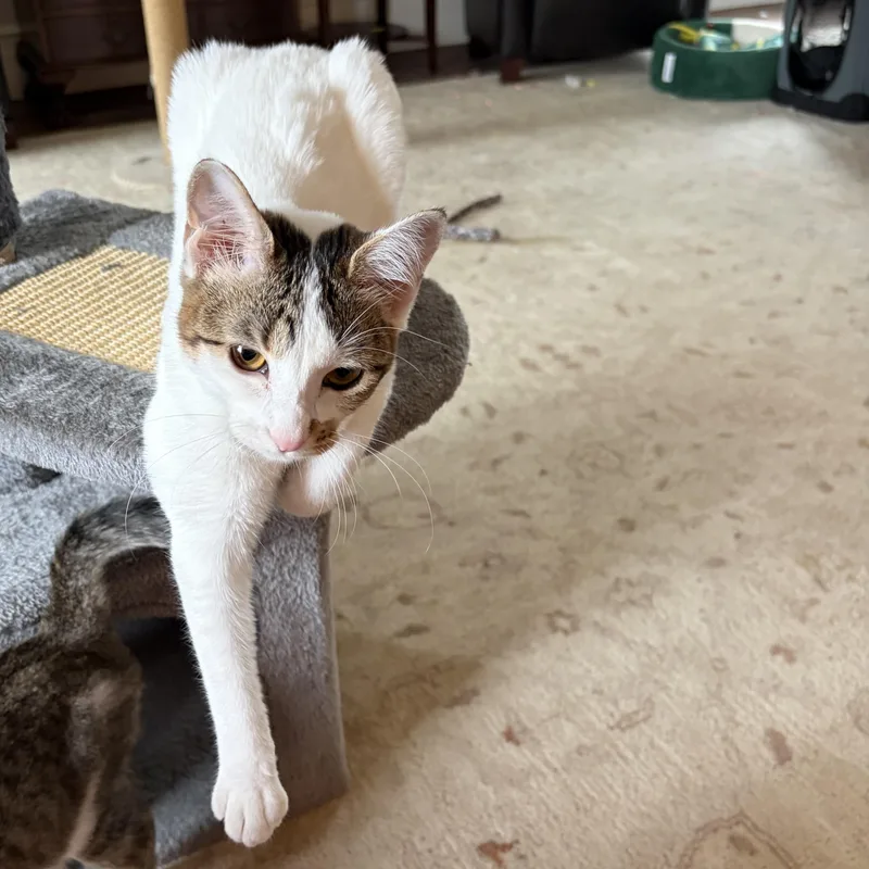 A baby medium-sized female White Domestic Short Hair cat named Happy Go Lucky Ducky for adoption in Long Beach, CA
