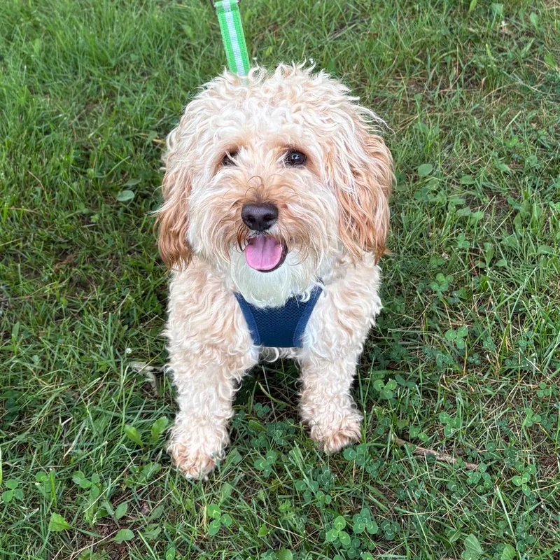 A young small-sized male White / Cream Cockapoo dog named Clark for adoption in East Hampton, NY
