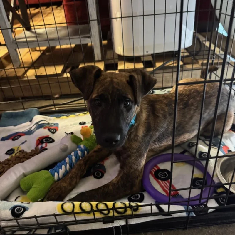 A baby small-sized male German Shepherd Dog dog named Matteo for adoption in Houston, TX