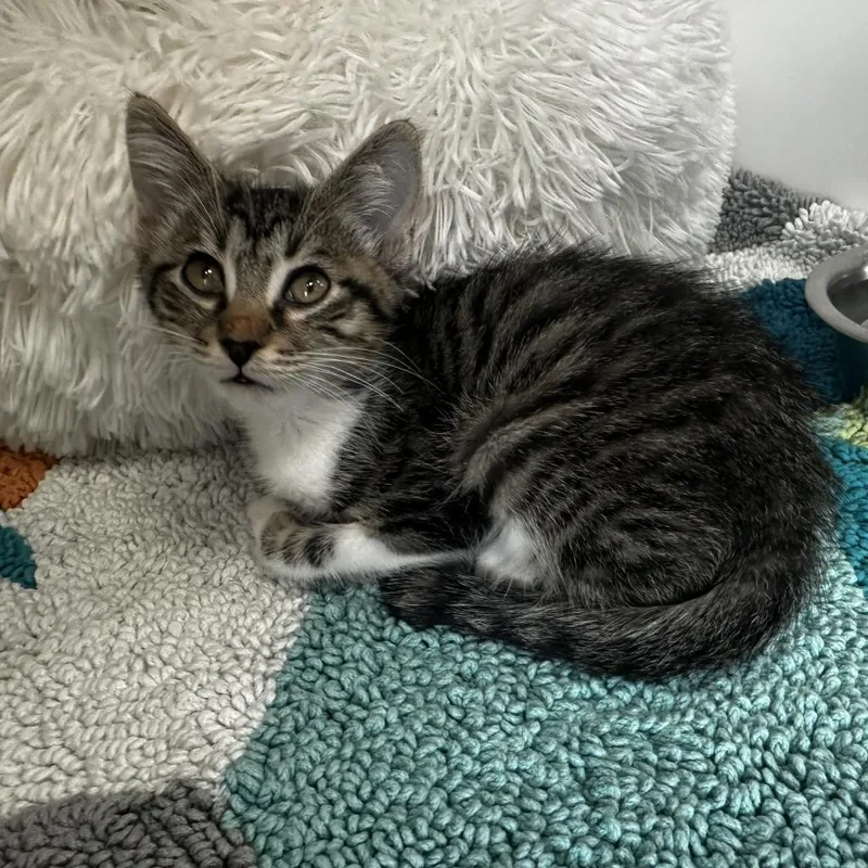 Finnegan