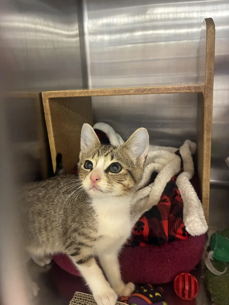 A baby medium-sized male Domestic Short Hair cat named Latte for adoption in Social Circle, GA