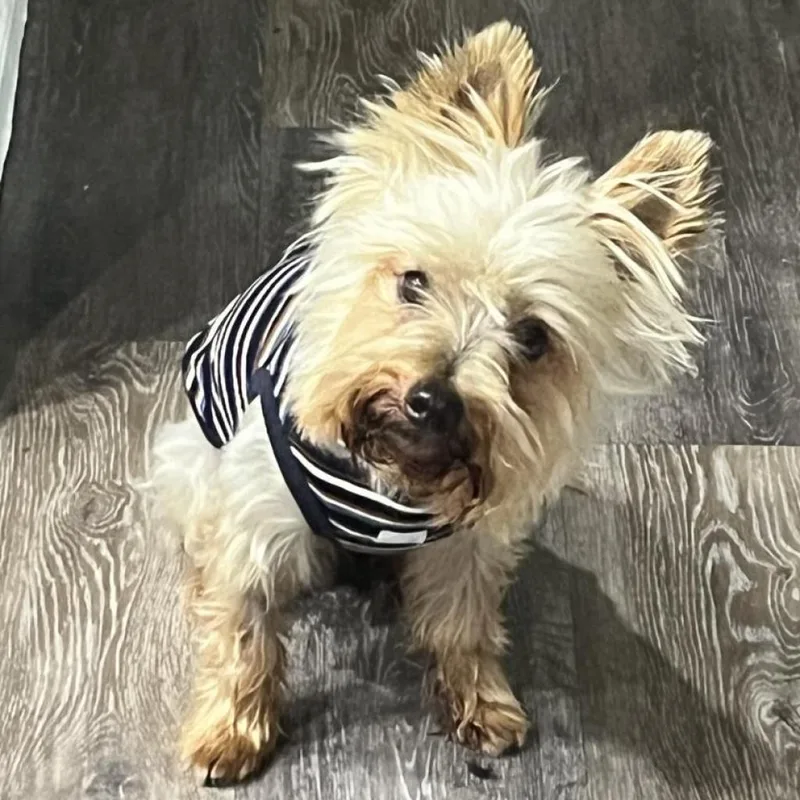 A senior small-sized male Gray / Blue / Silver Yorkshire Terrier dog named Timmy for adoption in Oceanside, CA