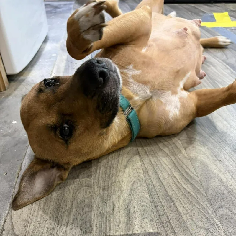 An adult medium-sized female Brown / Chocolate Mixed Breed dog named Perla for adoption in Seminole, FL