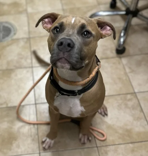 Leo