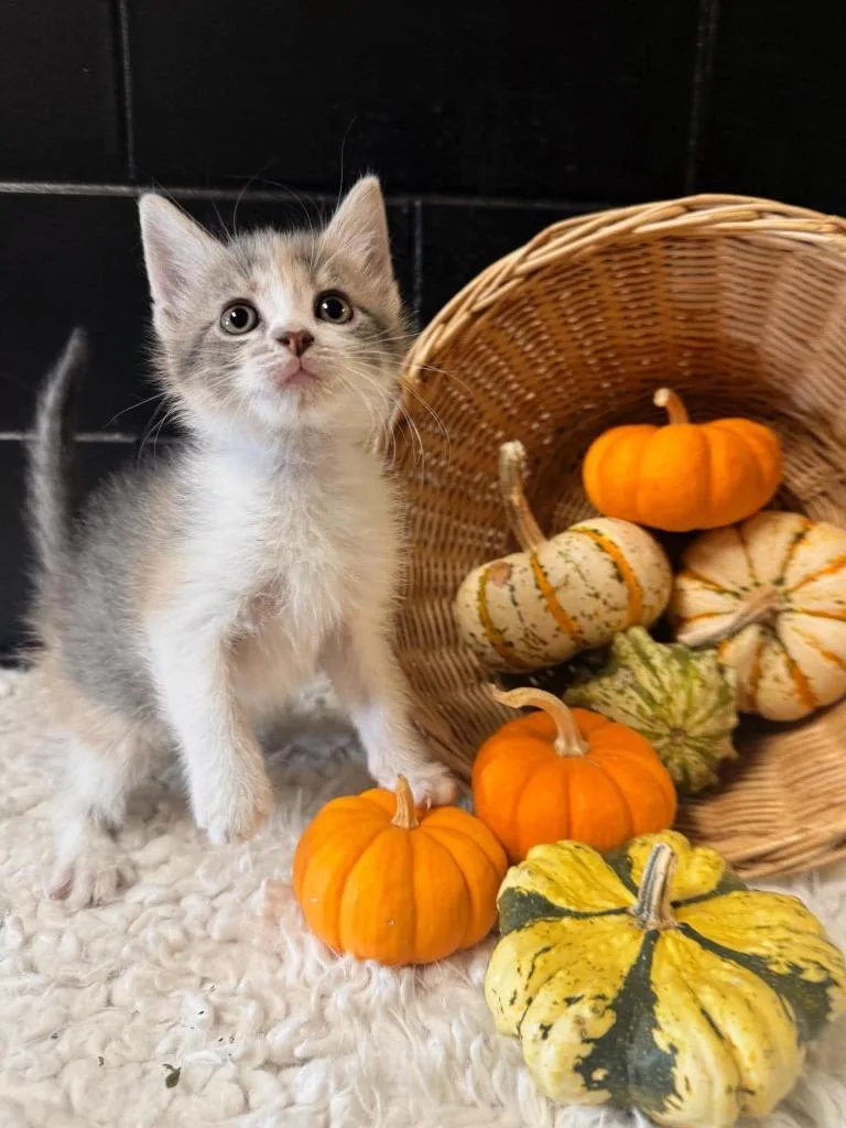 A baby small-sized female Domestic Short Hair cat named Nutmeg for adoption in Effingham, IL