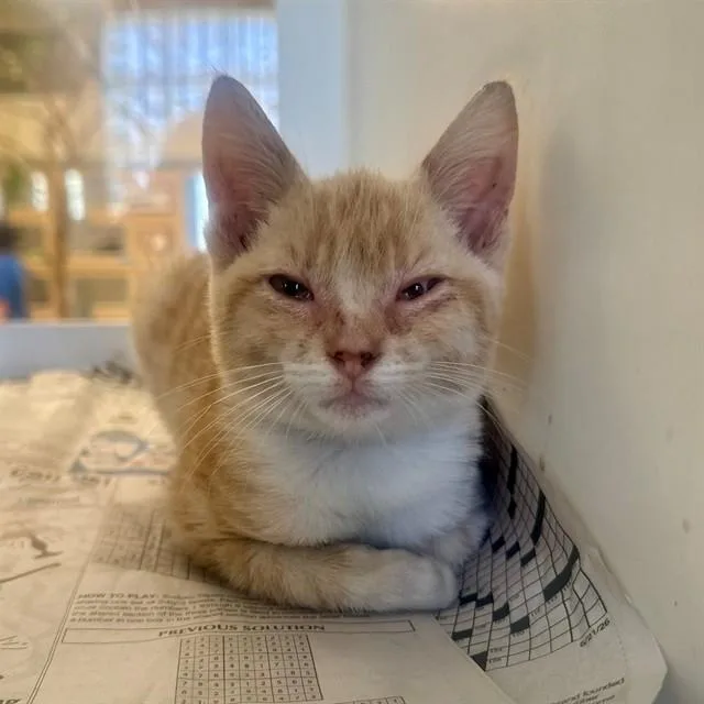 A baby small-sized female Domestic Short Hair cat named Pickle for adoption in Riverside, CA