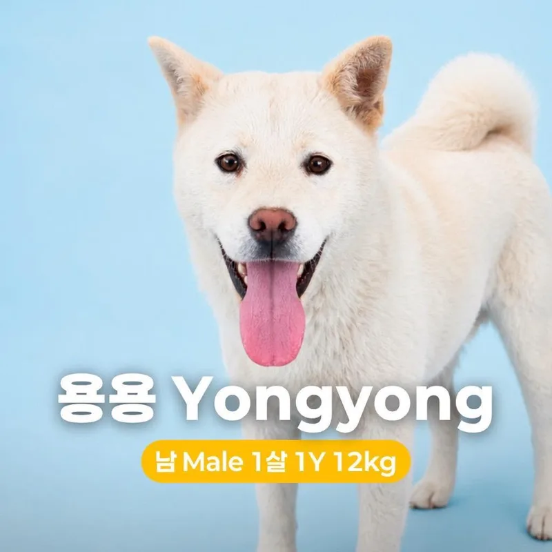 A young medium-sized male White / Cream Jindo dog named Yongyong for adoption in Northbrook, IL