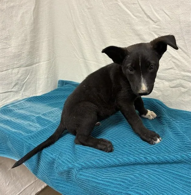 A baby medium-sized male German Shepherd Dog dog named Pongo for adoption in Castaic, CA