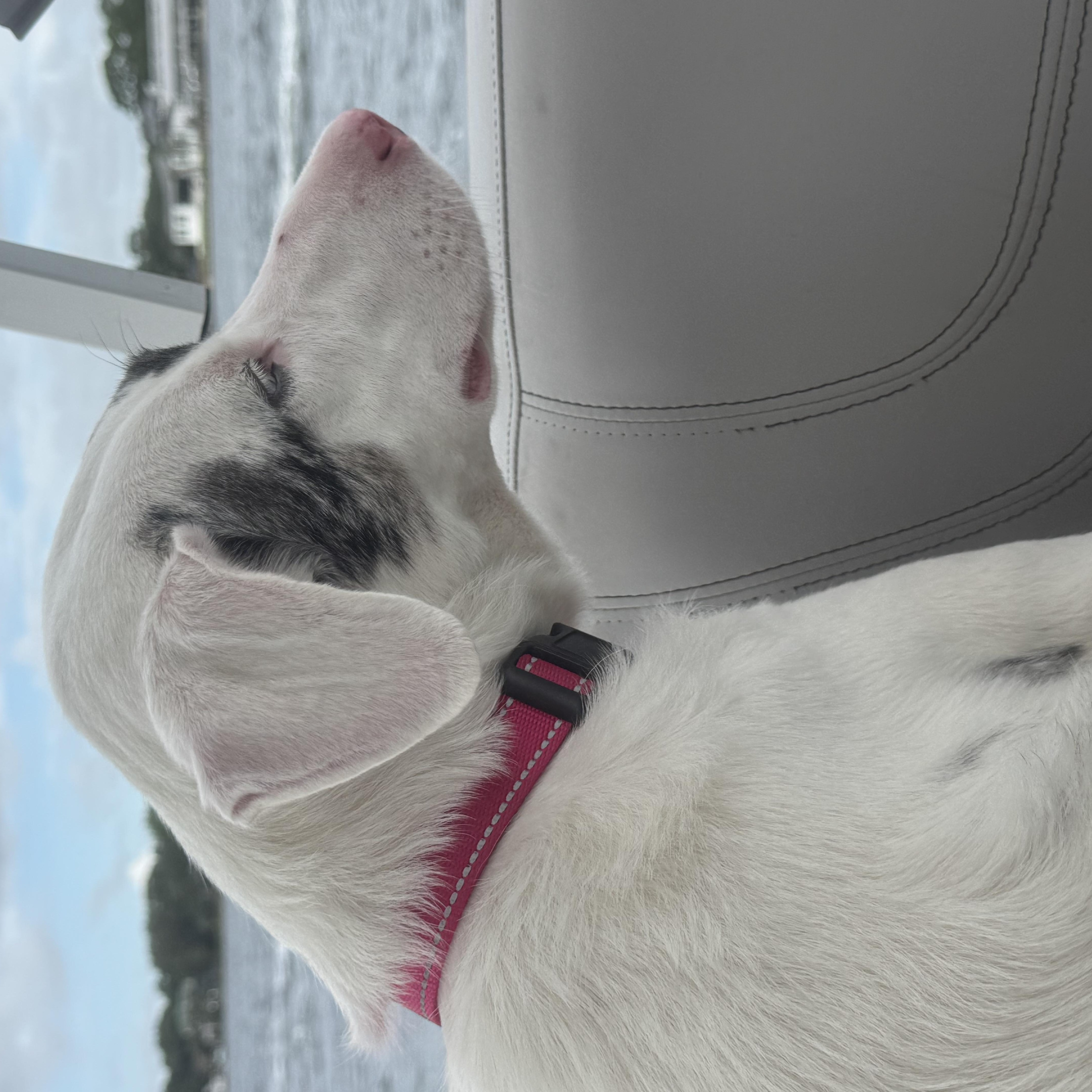 Trixie thumbnail 4