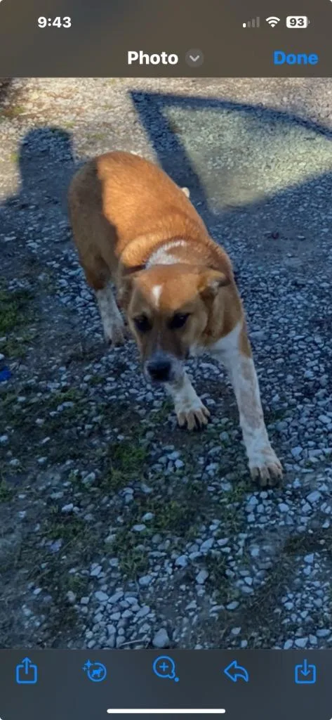 A young large-sized male Mixed Breed dog named Red for adoption in Chickamauga , GA