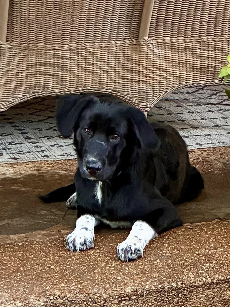 A baby medium-sized male Golden Retriever dog named Ace for adoption in Cordova, TN