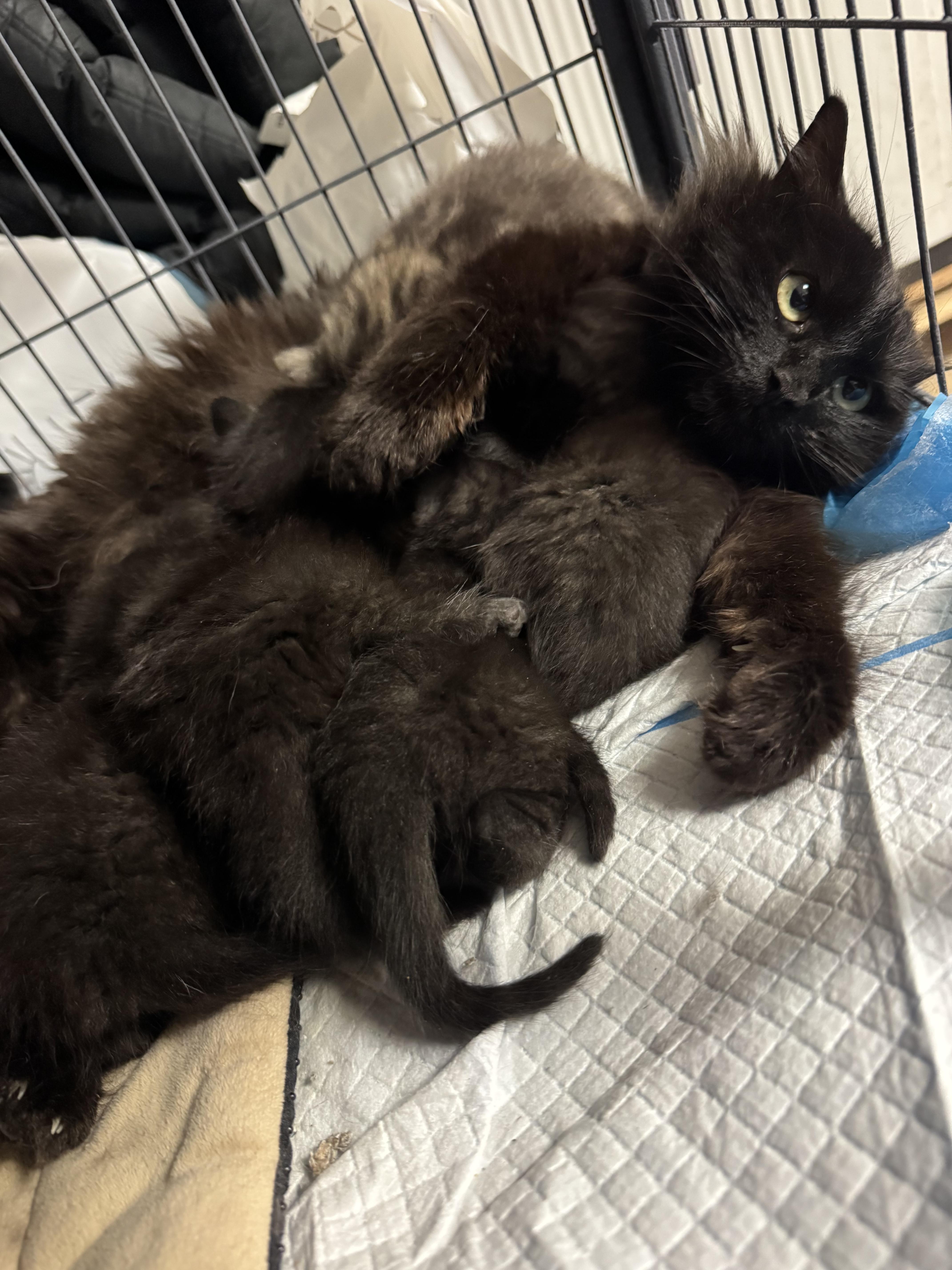 An adult medium-sized female Black Domestic Medium Hair cat named Vivian for adoption in Brick, NJ