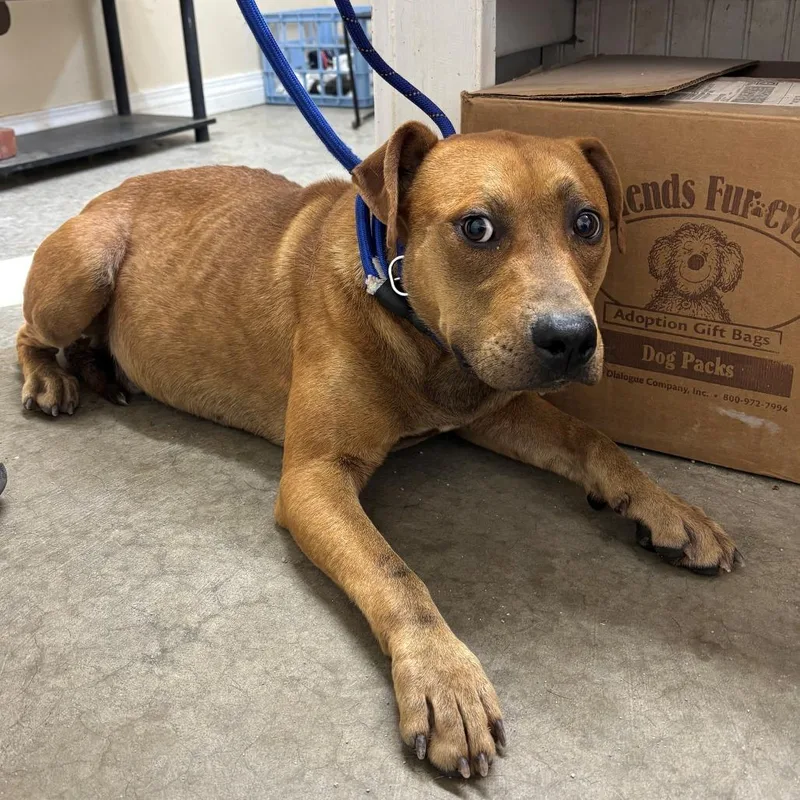 An adult medium-sized male Golden Mixed Breed dog named Archie for adoption in Falmouth, KY