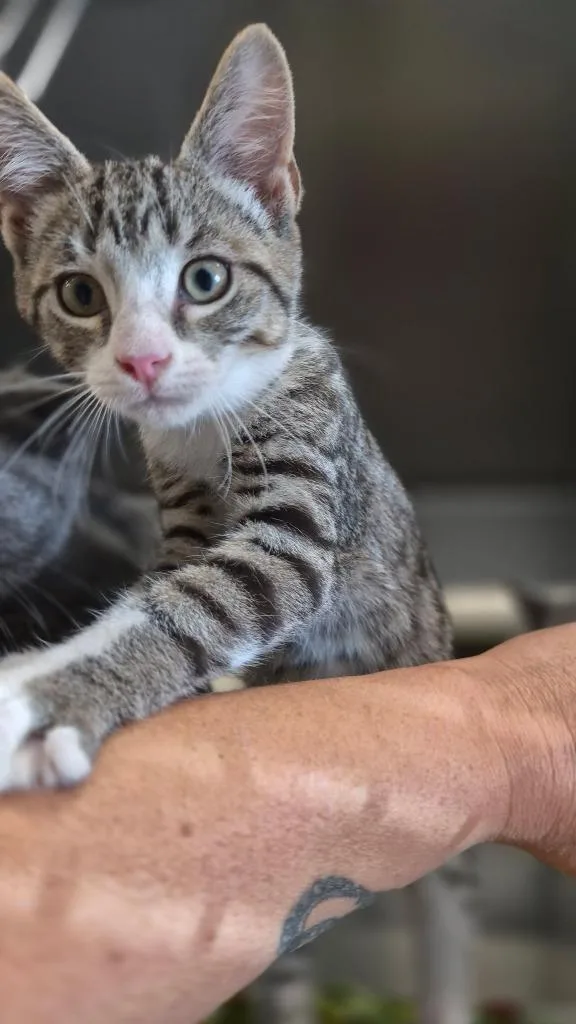 A baby medium-sized male Domestic Short Hair cat named Rocco for adoption in Portland, IN