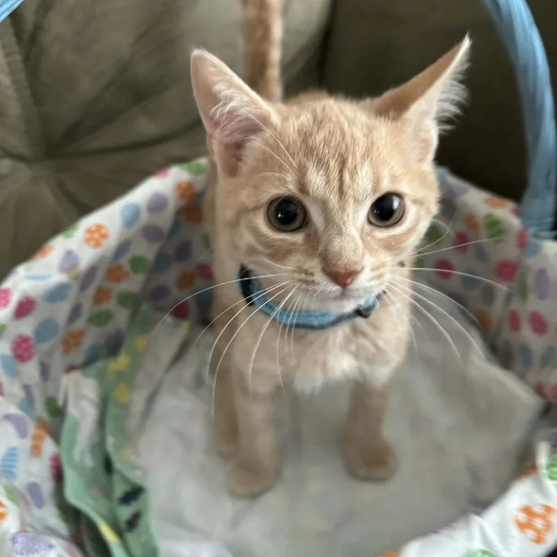 A baby small-sized male Buff / Tan / Fawn Domestic Short Hair cat named Gazpacho for adoption in Inwood, WV