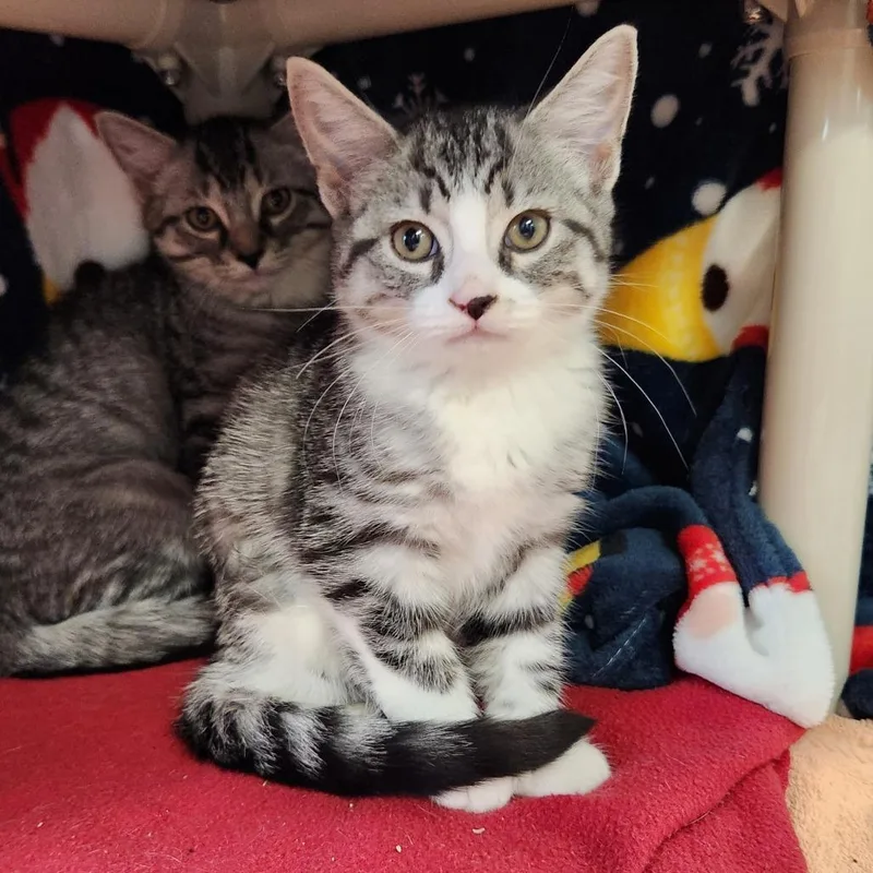 A baby small-sized female Gray / Blue / Silver Domestic Short Hair cat named Niamh for adoption in Grand Rapids, MI