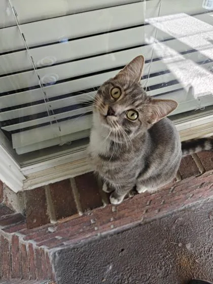 An adult medium-sized male Domestic Short Hair cat named Edgar for adoption in Memphis, TN