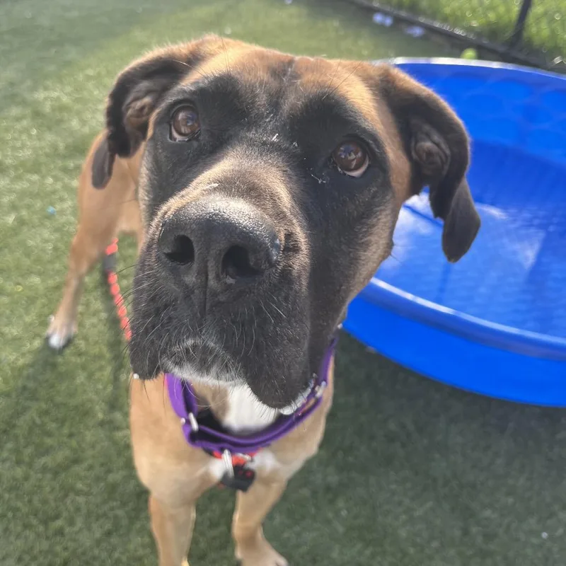 An adult large-sized female Brown / Chocolate Great Dane dog named Kelce for adoption in manchester, PA