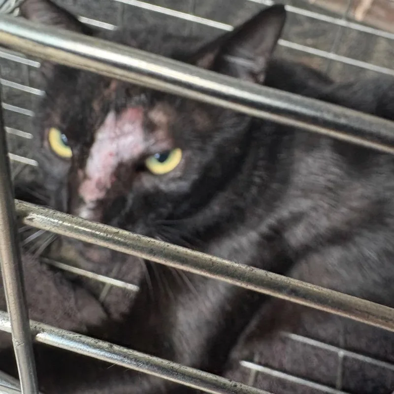 An adult large-sized male Black Domestic Short Hair cat named Samson for adoption in League City, TX