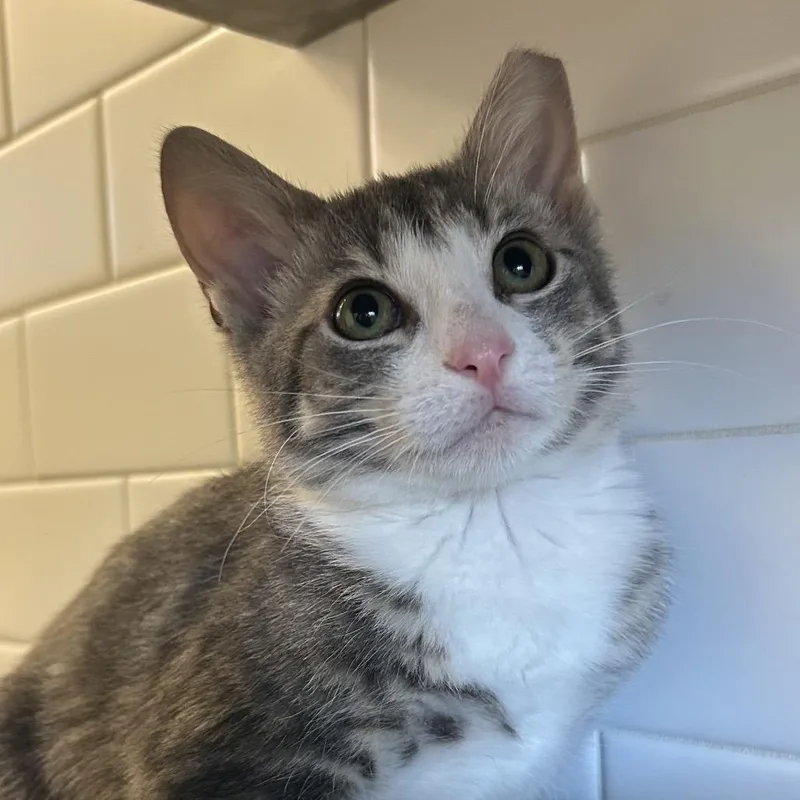 A young large-sized male White Domestic Short Hair cat named Chicken And Roseanna for adoption in Pittsburgh, PA
