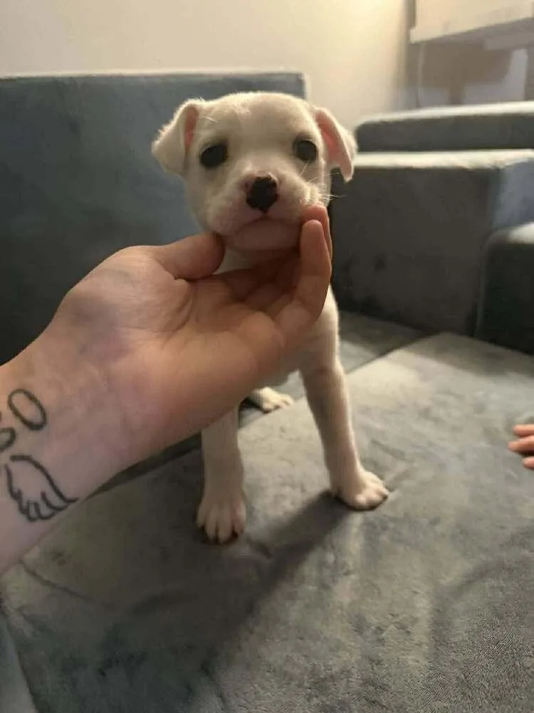 A baby small-sized female Chihuahua dog named Rosey for adoption in New York, NY