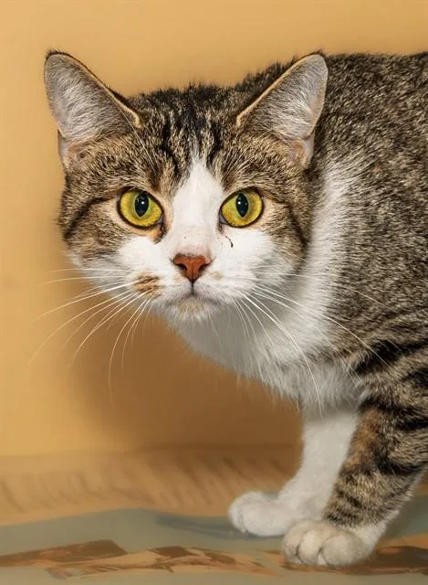 A young medium-sized female Domestic Short Hair cat named Diesel for adoption in Cookeville, TN