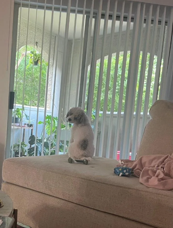 An adult small-sized female Miniature Poodle dog named Dior for adoption in Plano, TX