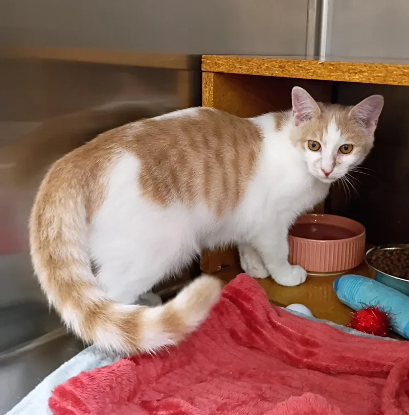 A baby medium-sized male Orange & White Domestic Short Hair cat named Charlie cuddly & for adoption in Hendersonville, TN