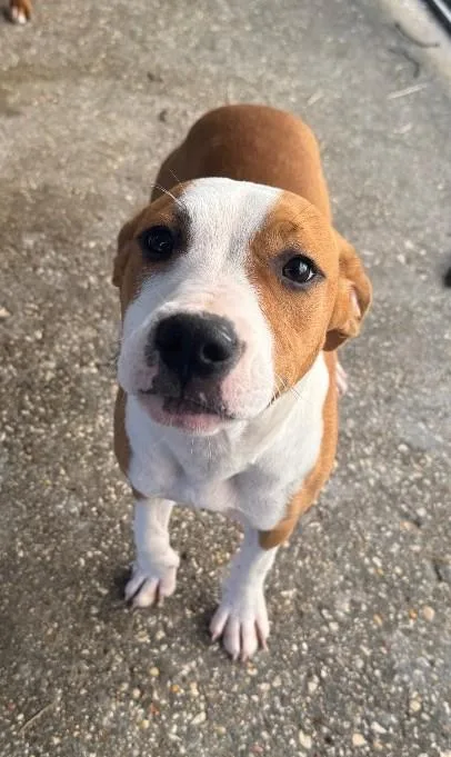 A young medium-sized female Hound dog named Augusta for adoption in Madison, NJ