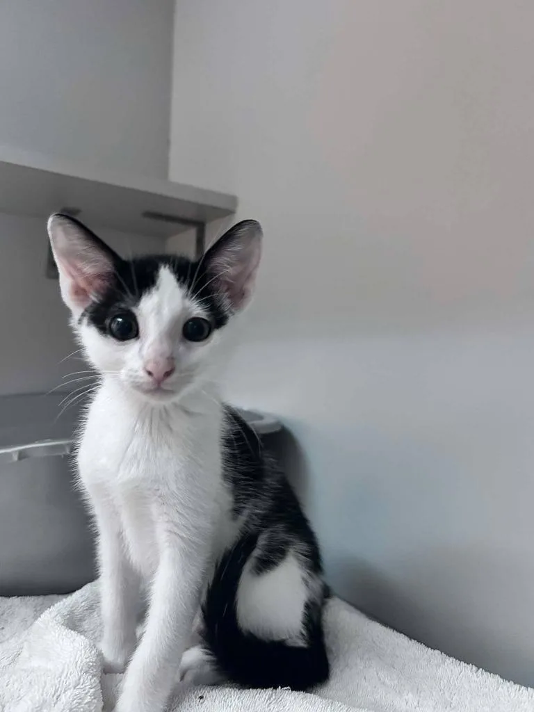 A baby small-sized male Domestic Short Hair cat named Duke for adoption in Sebastian, FL