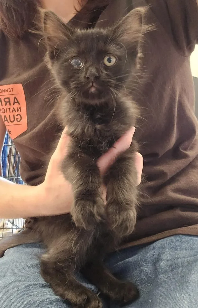 A baby small-sized male Black Domestic Long Hair cat named Big Mac for adoption in Dickson, TN