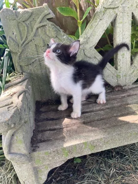 A baby large-sized male Black & White / Tuxedo Tuxedo cat named Cow for adoption in Ville platte, LA