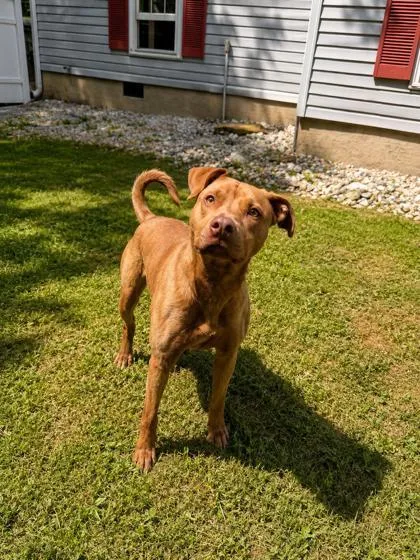 An adult medium-sized male American Staffordshire Terrier dog named Chaco for adoption in Dahlonega, GA