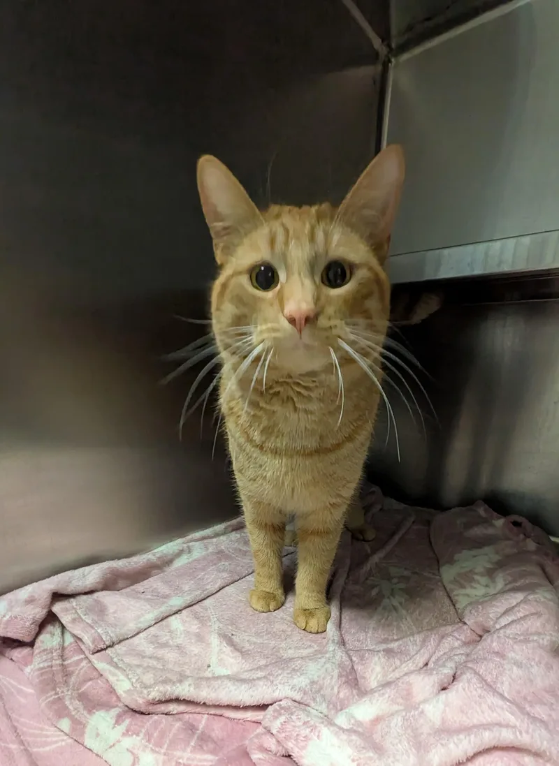 A young medium-sized male Orange & White Domestic Short Hair cat named Jake for adoption in Buffalo, NY
