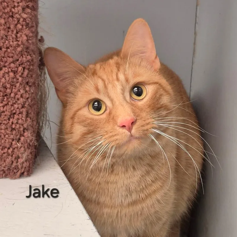 Jake thumbnail 4