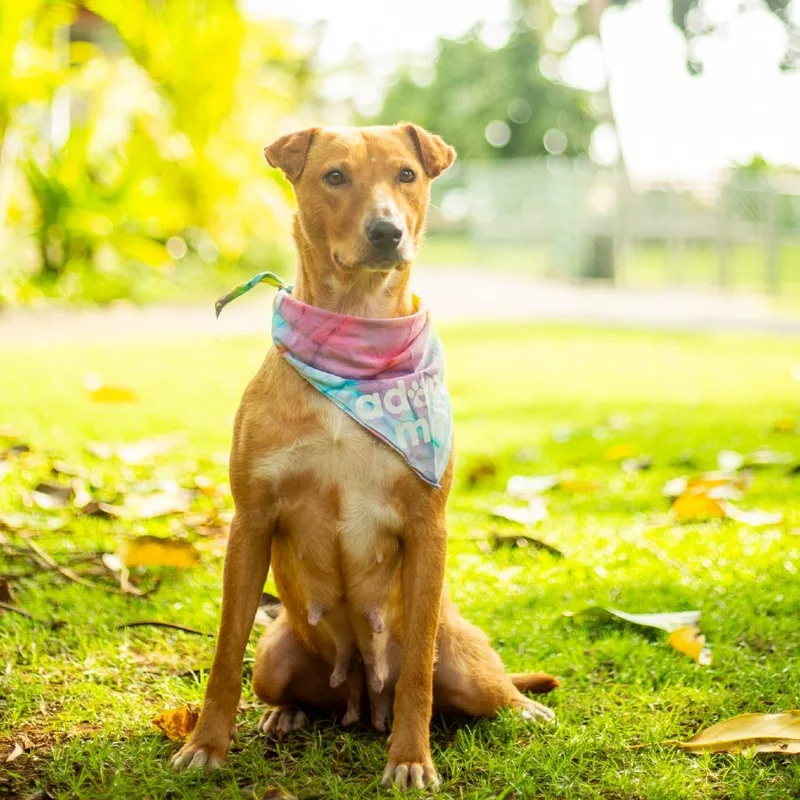 Chantilly thumbnail 2