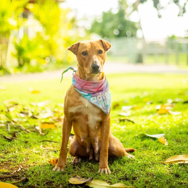 Chantilly thumbnail 3