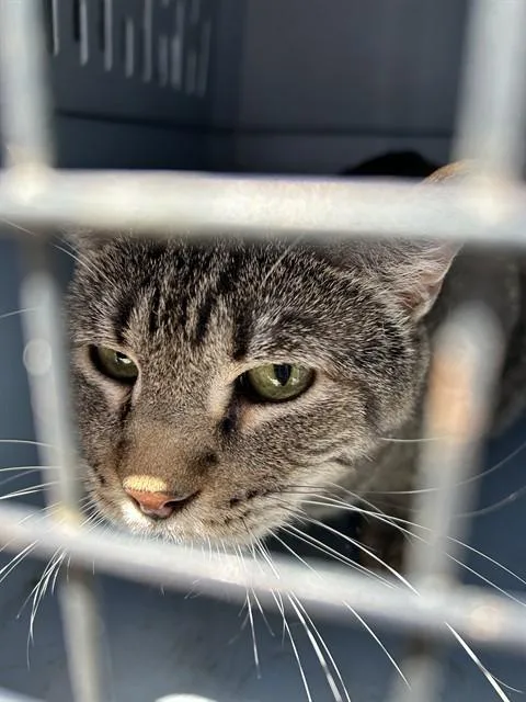 An adult medium-sized female Domestic Short Hair cat named Clover for adoption in Casper, WY