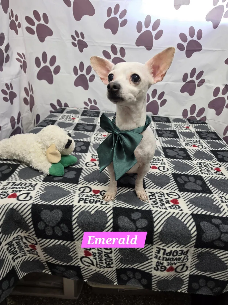 An adult medium-sized female Chihuahua dog named Emerald for adoption in Metairie, LA