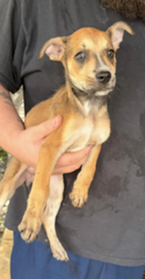 A baby small-sized female Terrier dog named Bonnie for adoption in Campbellsville, KY