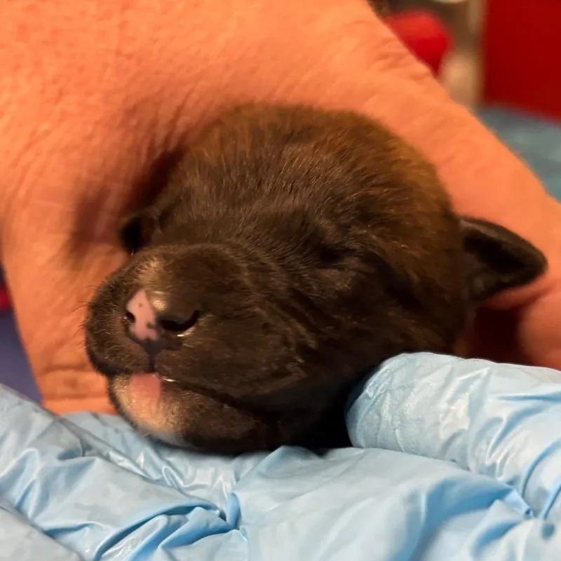 A baby small-sized male Brown / Chocolate Border Collie dog named Leon for adoption in Yuma, AZ