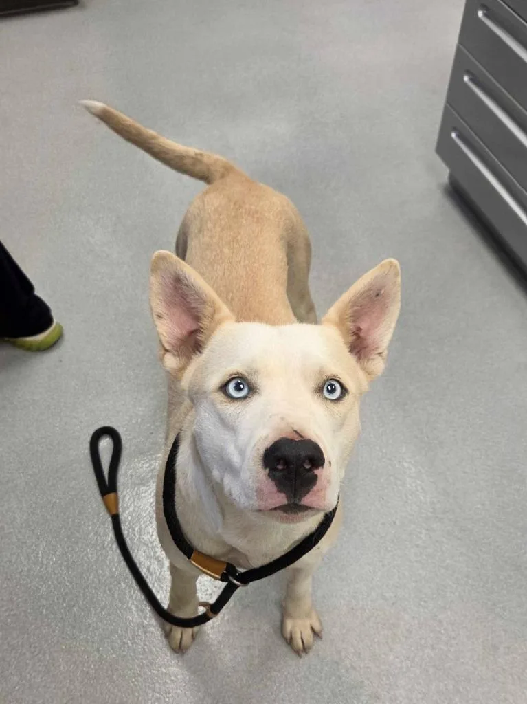 A young large-sized female Husky dog named Pocahontas for adoption in Chillicothe, OH