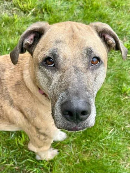 A young large-sized male Mixed Breed dog named Otis for adoption in Traverse City, MI