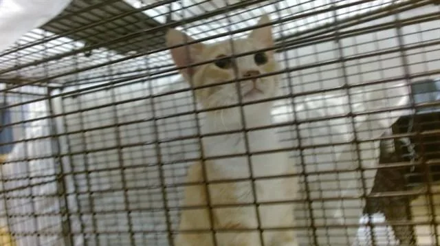 A young small-sized male Domestic Short Hair cat named Sammy for adoption in Miami, FL