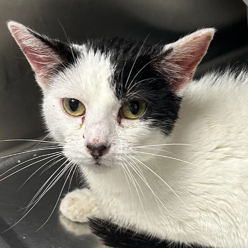 A young medium-sized female White Domestic Short Hair cat named Anna for adoption in Hannibal, MO