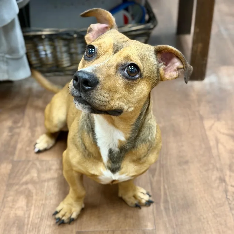 An adult small-sized male Yellow / Tan / Blond / Fawn Mixed Breed dog named Doc for adoption in Milton, FL