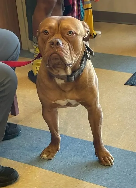 A young large-sized male Dogue de Bordeaux dog named Bowser for adoption in Little Elm, TX
