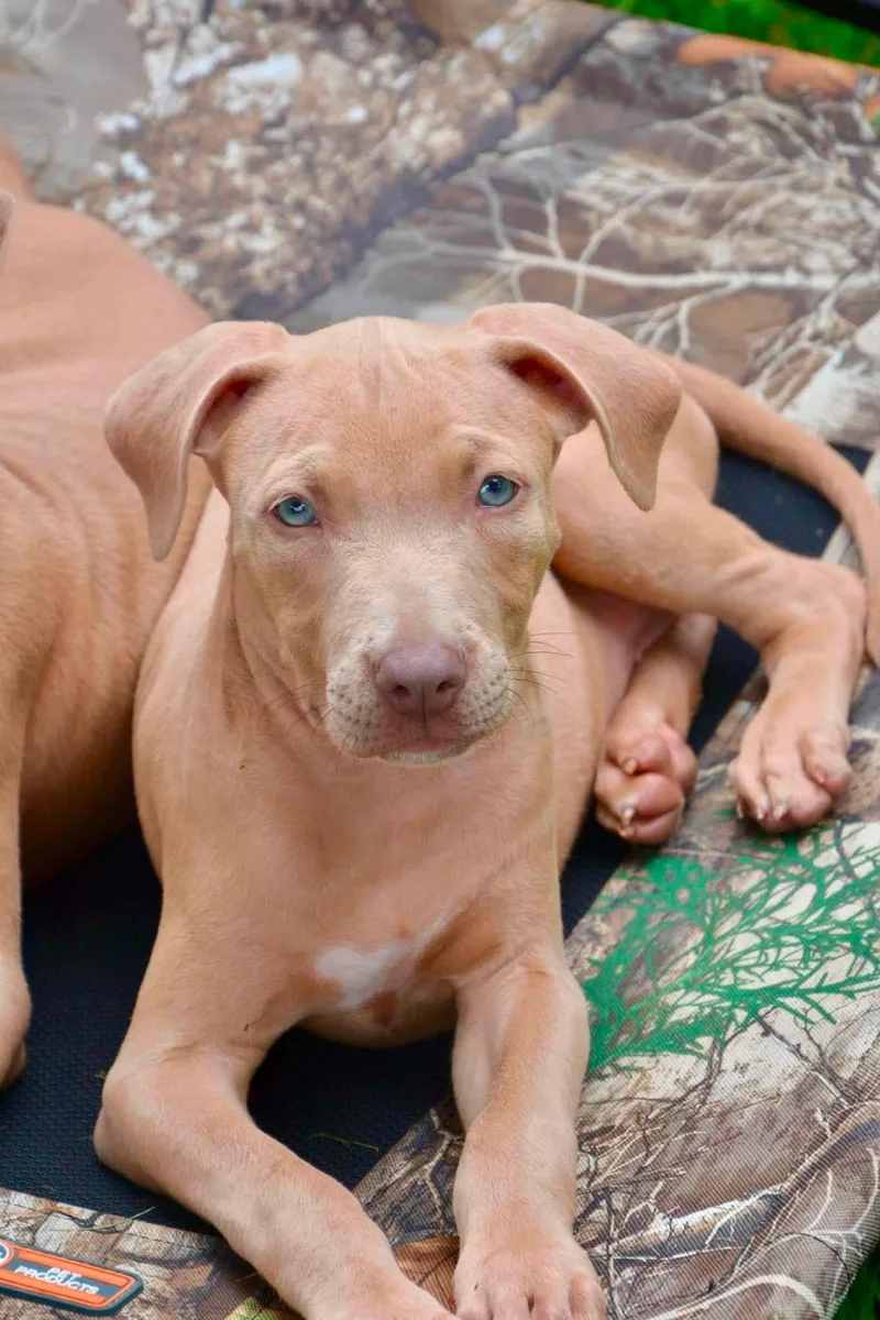A baby large-sized female Apricot / Beige Weimaraner dog named Melika for adoption in Clinton, WI